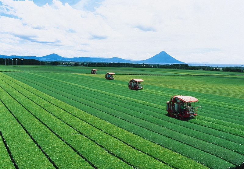 茶畑を望みながらお茶の入れ方体験教室【鹿児島・知覧町】